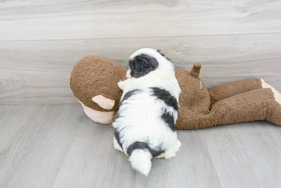 Energetic Shih Poo Poodle Mix Puppy