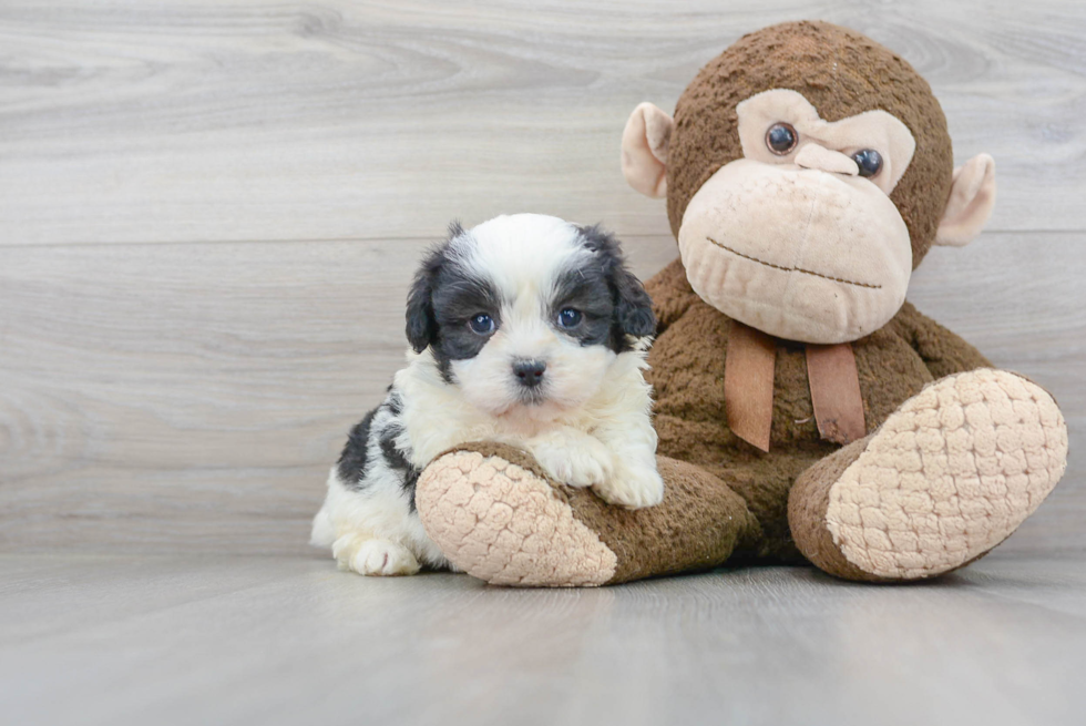 Best Shih Poo Baby