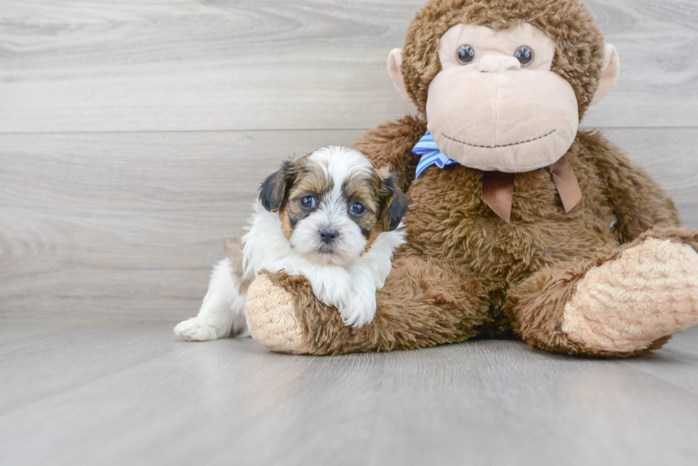 Friendly Shih Poo Baby