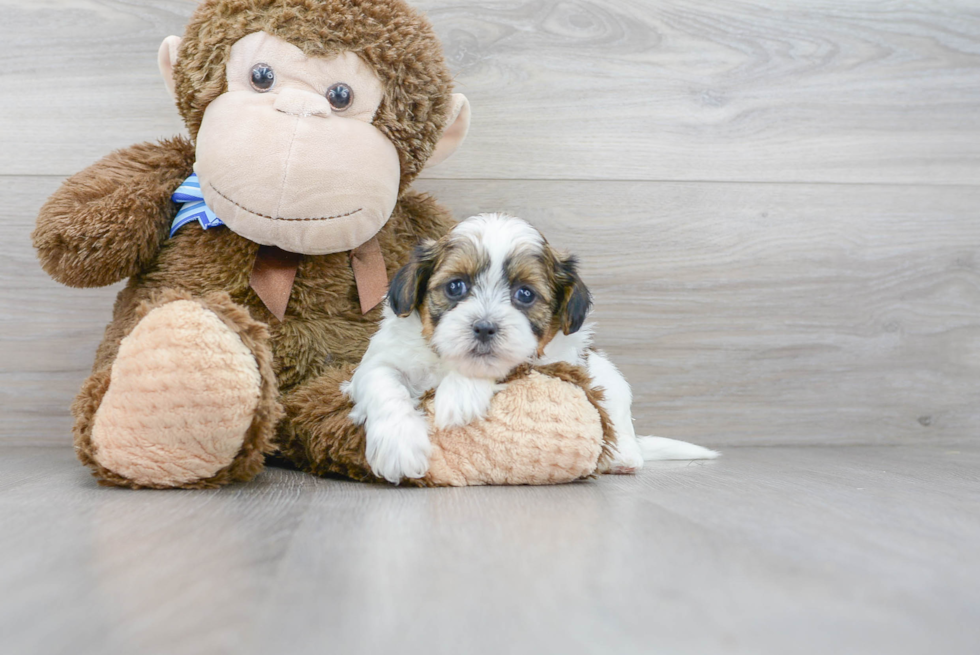 Funny Shih Poo Poodle Mix Pup