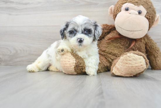 Shih Poo Pup Being Cute