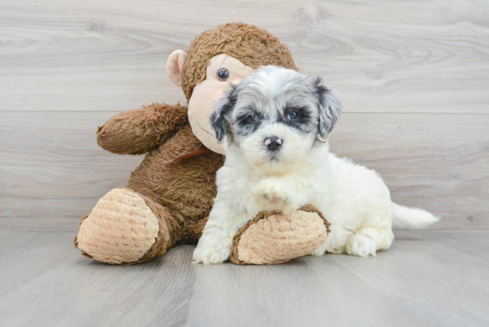 Hypoallergenic Shihpoo Poodle Mix Puppy