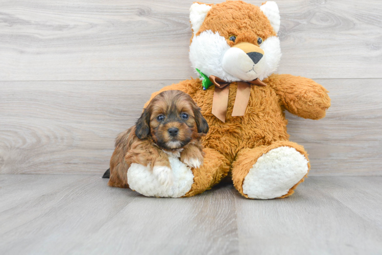 Shih Poo Puppy for Adoption