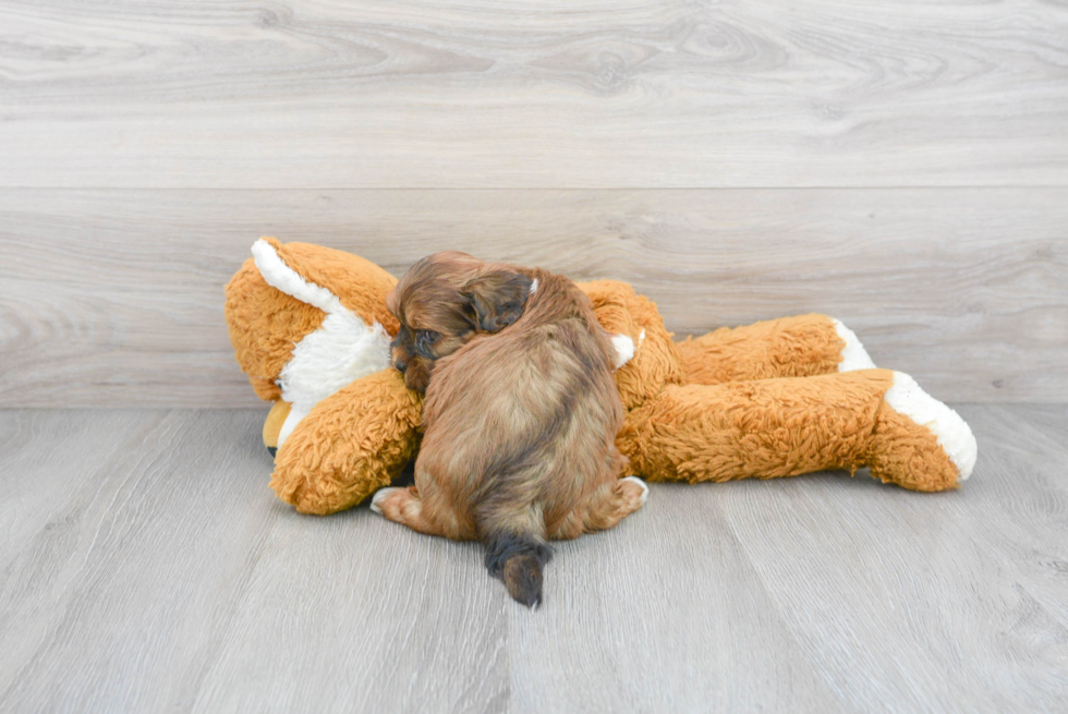 Energetic Shih Poo Poodle Mix Puppy