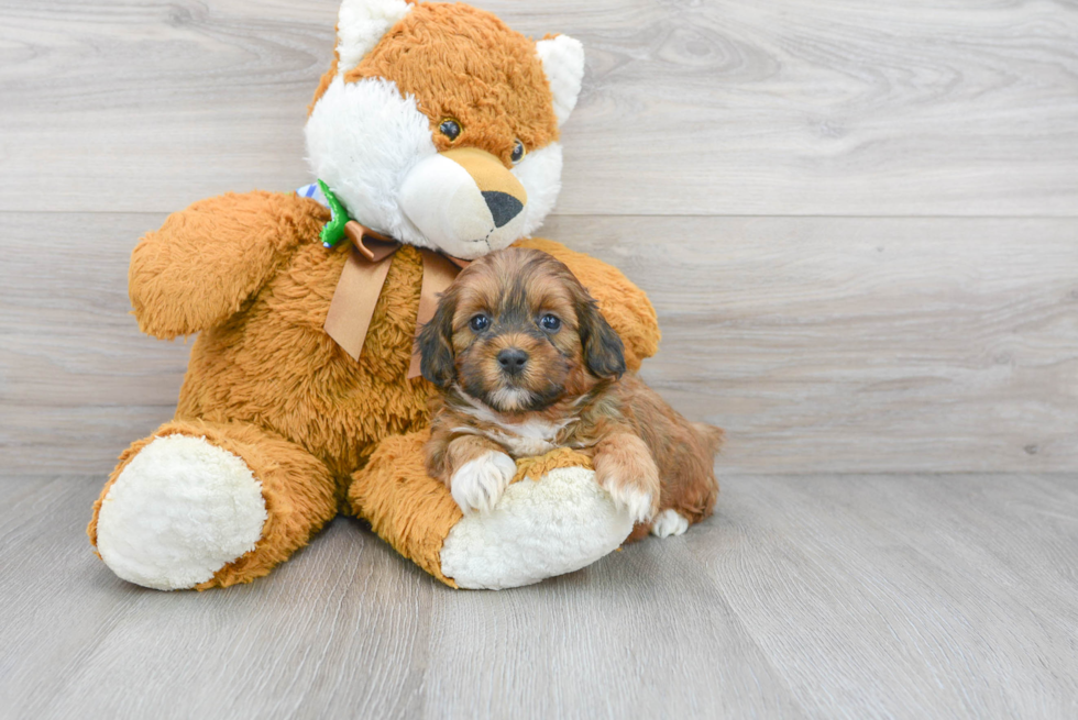 Friendly Shih Poo Baby