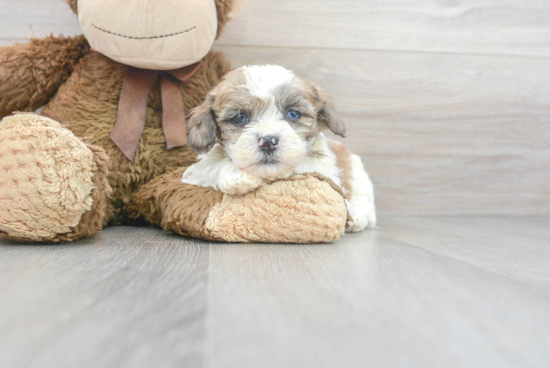 Little Shih Poo Poodle Mix Puppy