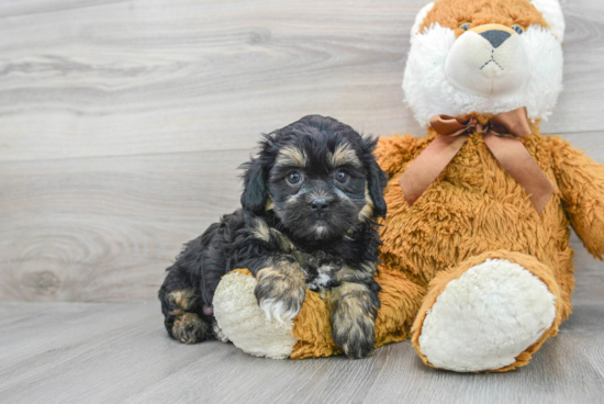 Shih Poo Pup Being Cute