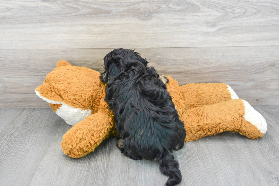 Shih Poo Puppy for Adoption