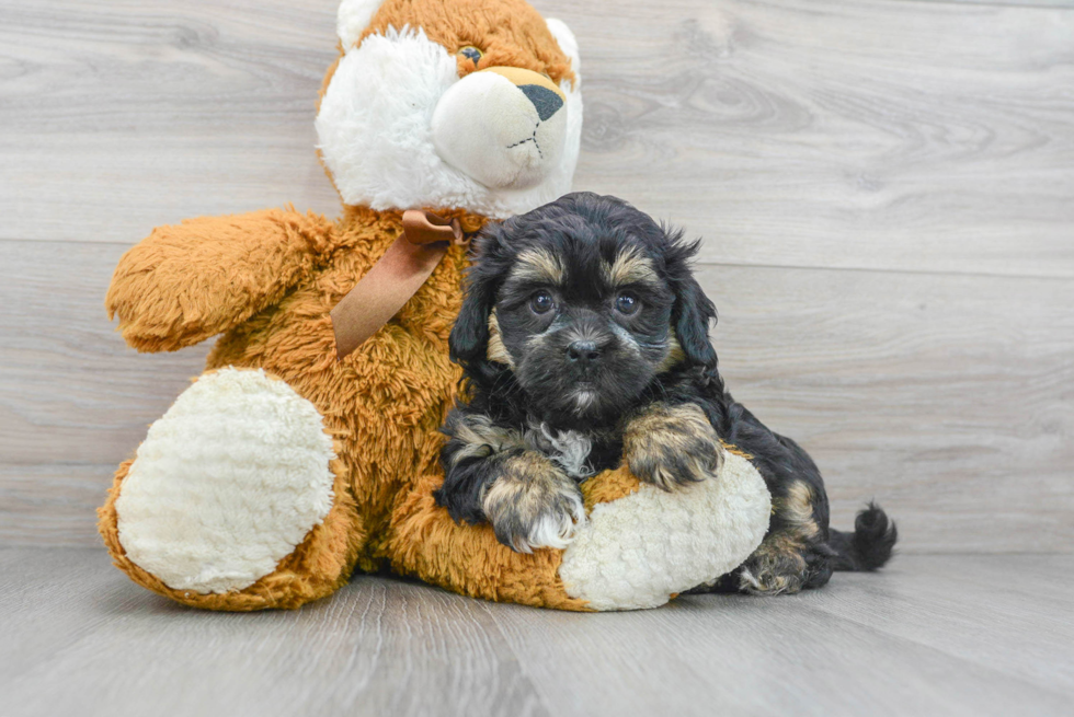 Hypoallergenic Shihpoo Poodle Mix Puppy