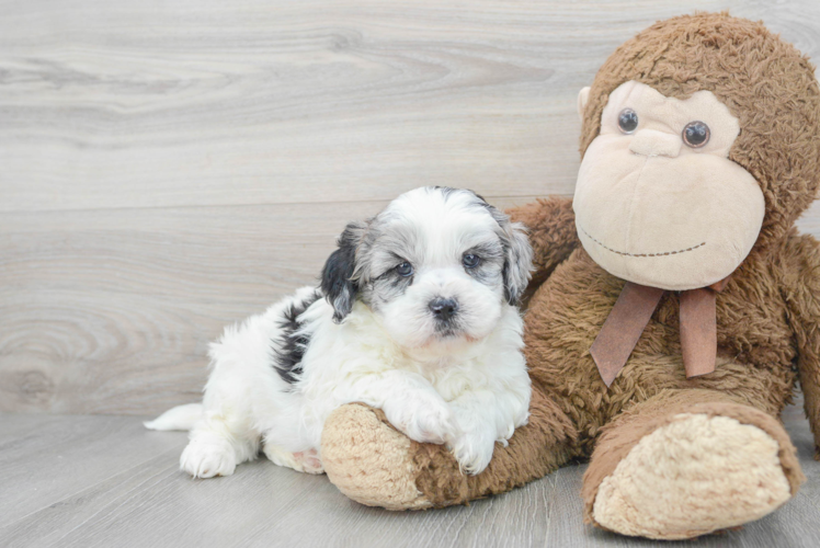 Best Shih Poo Baby