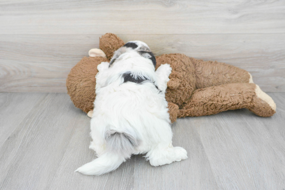 Small Shih Poo Baby