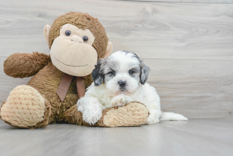 Happy Shih Poo Baby