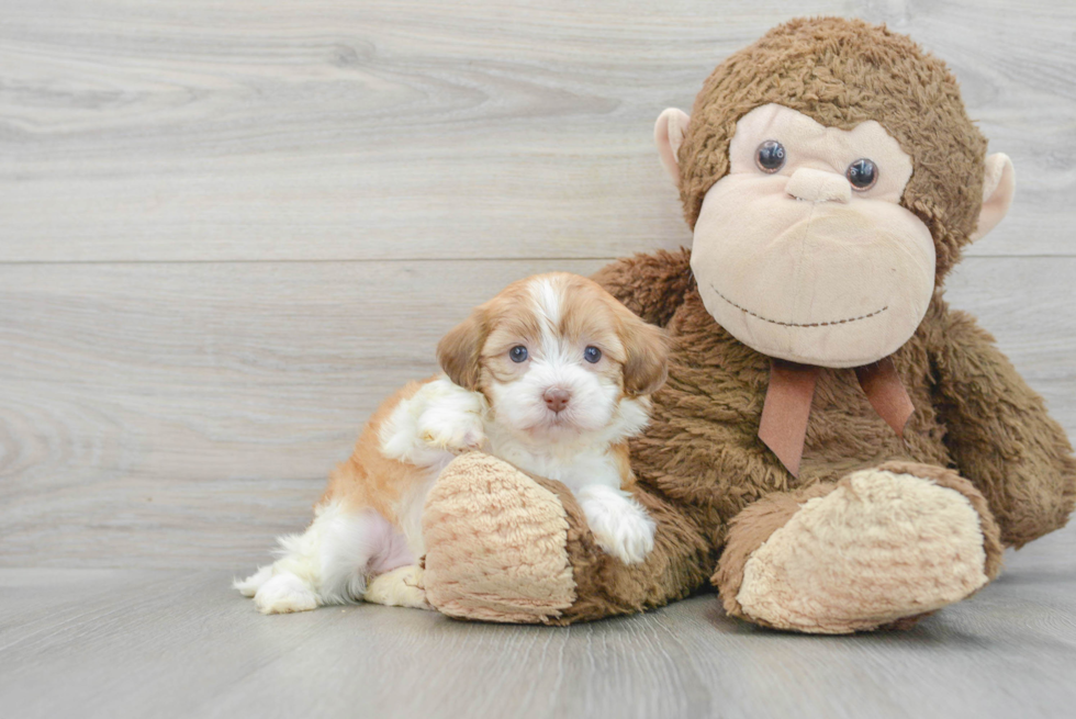 Petite Shih Poo Poodle Mix Pup