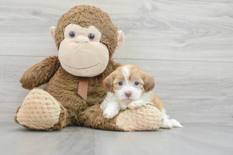 Best Shih Poo Baby