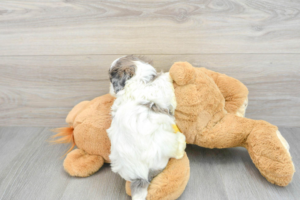 Little Shih Poo Poodle Mix Puppy