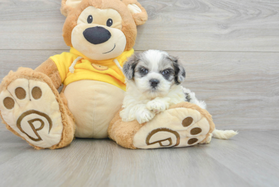 Shih Poo Puppy for Adoption