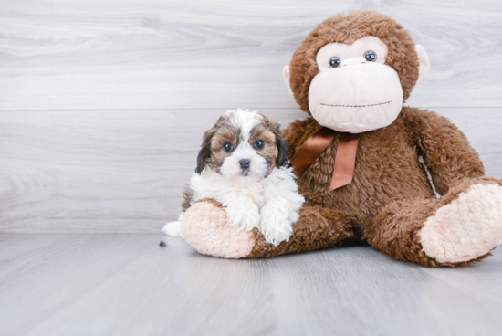 Popular Shih Poo Poodle Mix Pup