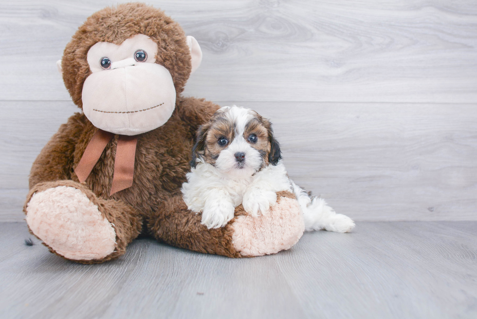 Shih Poo Puppy for Adoption