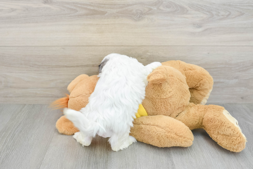 Petite Shih Poo Poodle Mix Pup