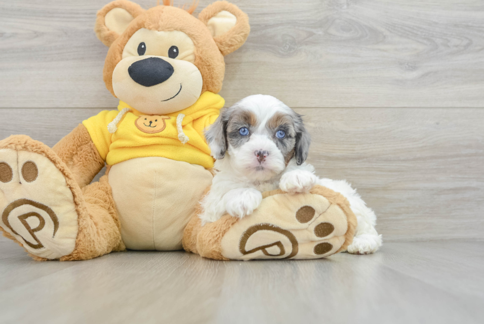 Shih Poo Pup Being Cute