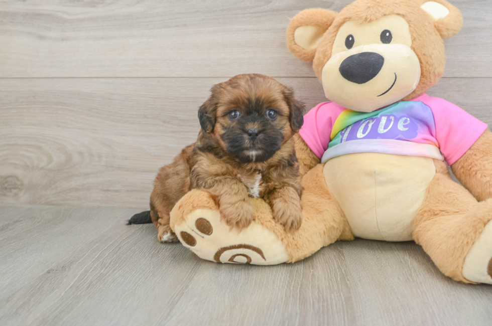 5 week old Shih Poo Puppy For Sale - Premier Pups