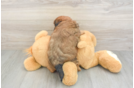Shih Poo Puppy for Adoption