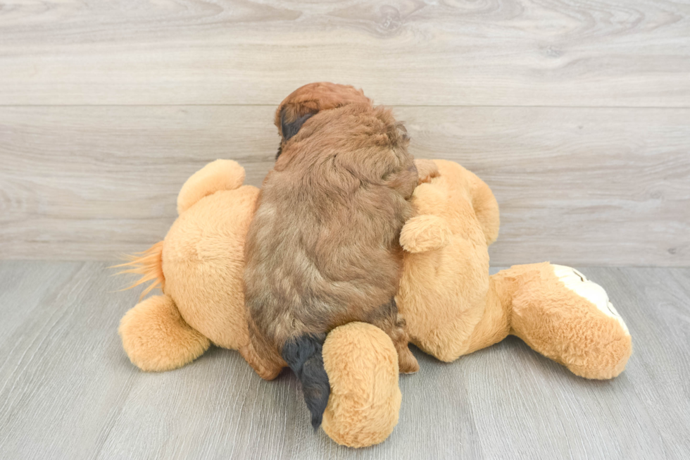Shih Poo Puppy for Adoption