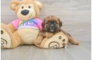 Happy Shih Poo Baby