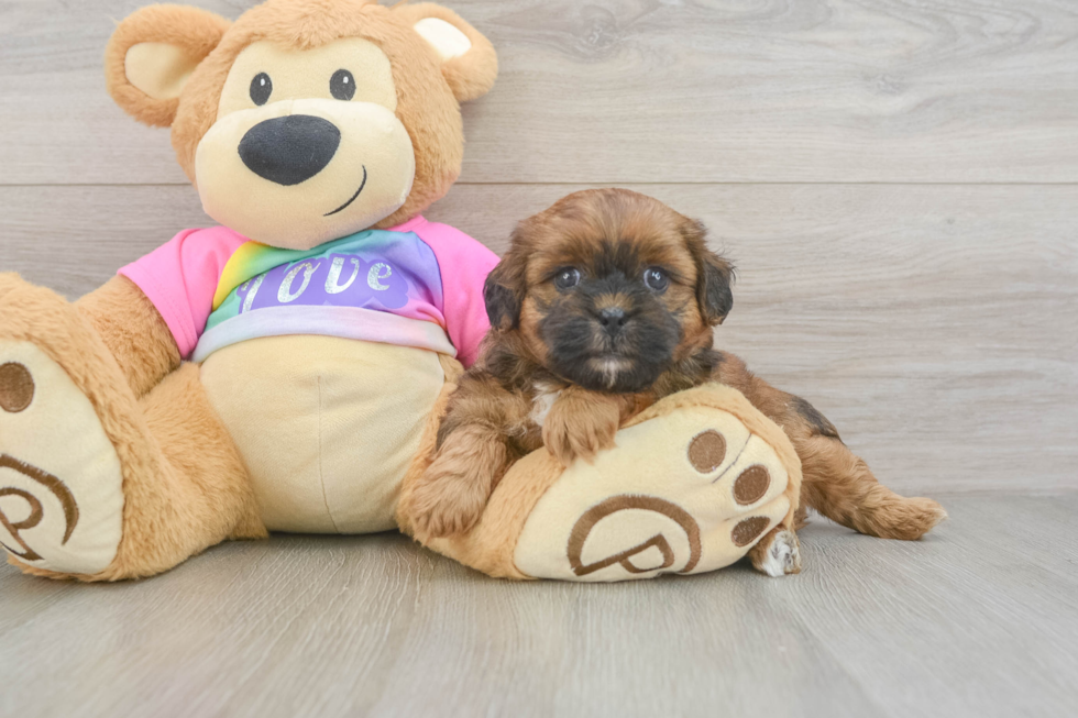 Happy Shih Poo Baby