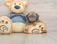 5 week old Shih Poo Puppy For Sale - Premier Pups