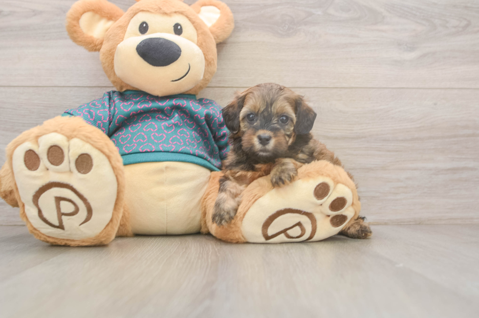 5 week old Shih Poo Puppy For Sale - Premier Pups