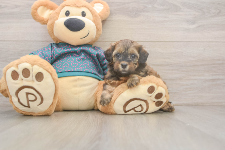 Meet Capri - our Shih Poo Puppy Photo  1/3 - Premier Pups Best Shih Poo Baby