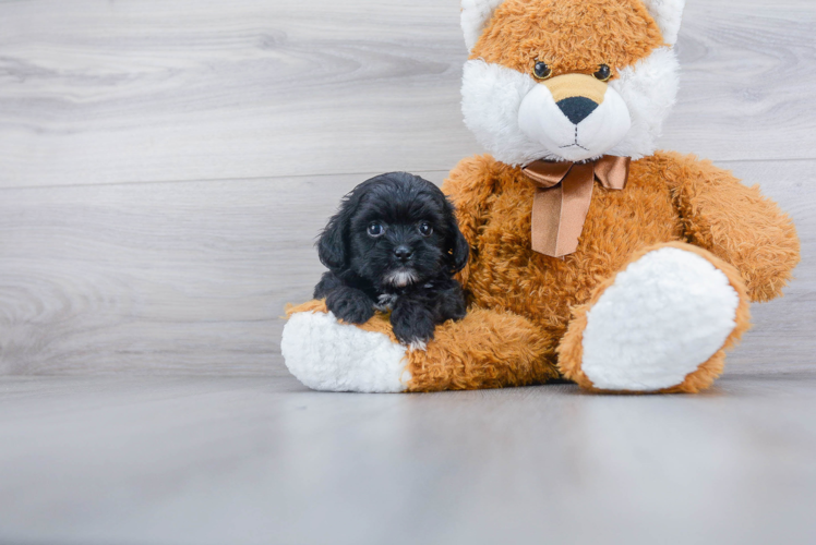 Shih Poo Puppy for Adoption