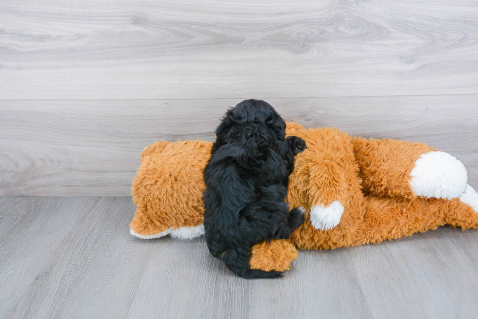 Shih Poo Puppy for Adoption