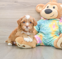 5 week old Shih Poo Puppy For Sale - Premier Pups