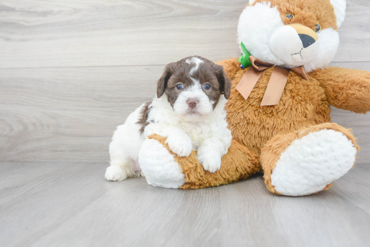 Happy Shih Poo Baby