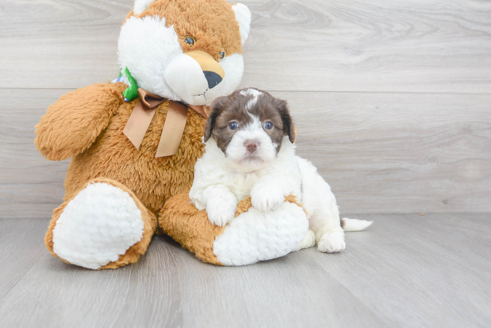 Shih Poo Pup Being Cute