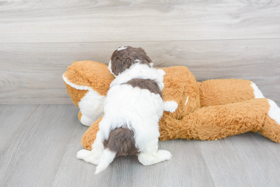 Energetic Shih Poo Poodle Mix Puppy