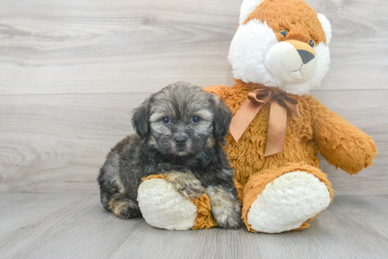 Shih Poo Puppy for Adoption