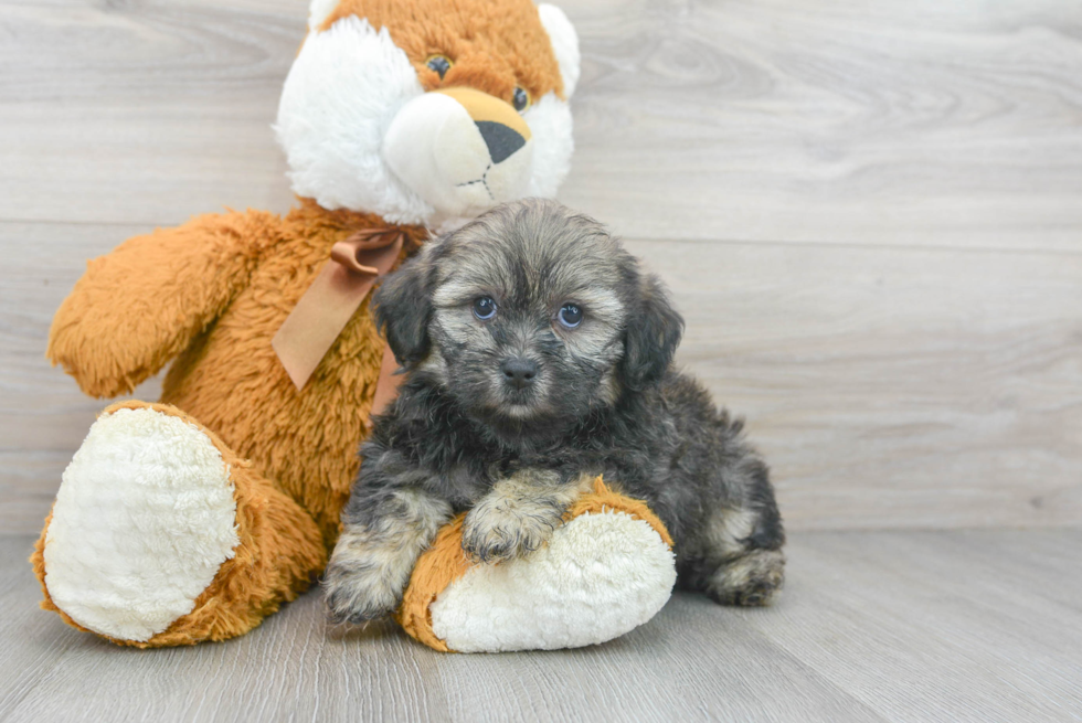 Shih Poo Pup Being Cute