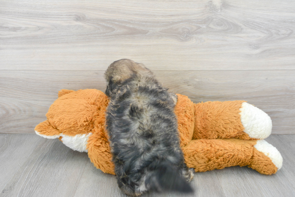 Friendly Shih Poo Baby