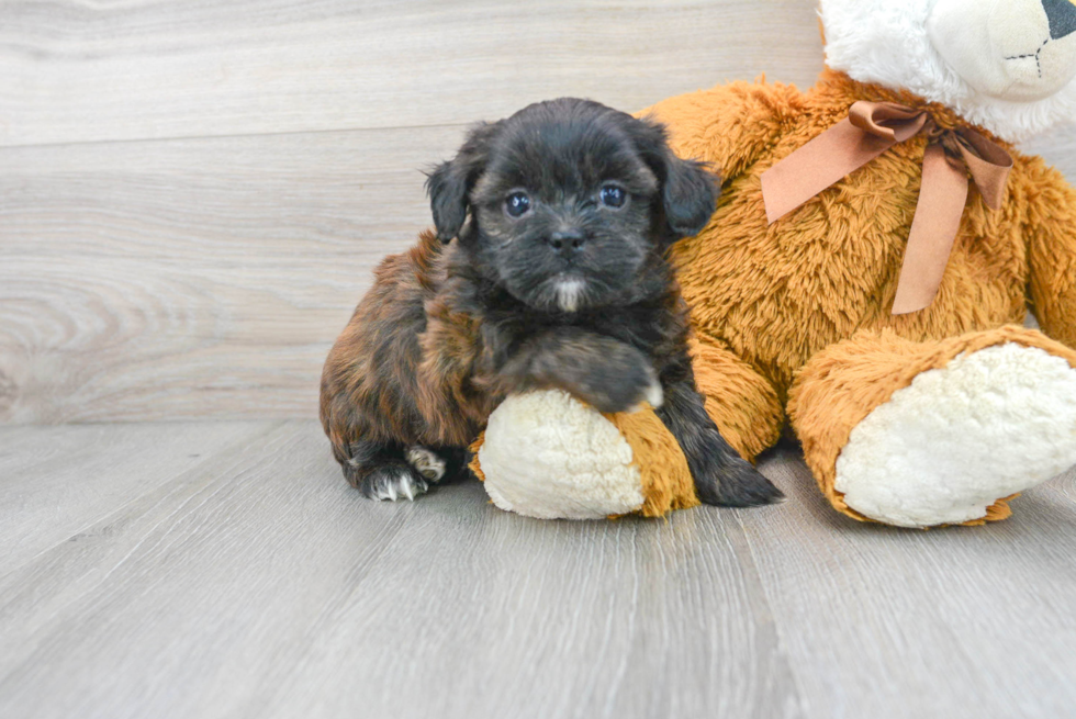 Fluffy Shih Poo Poodle Mix Pup