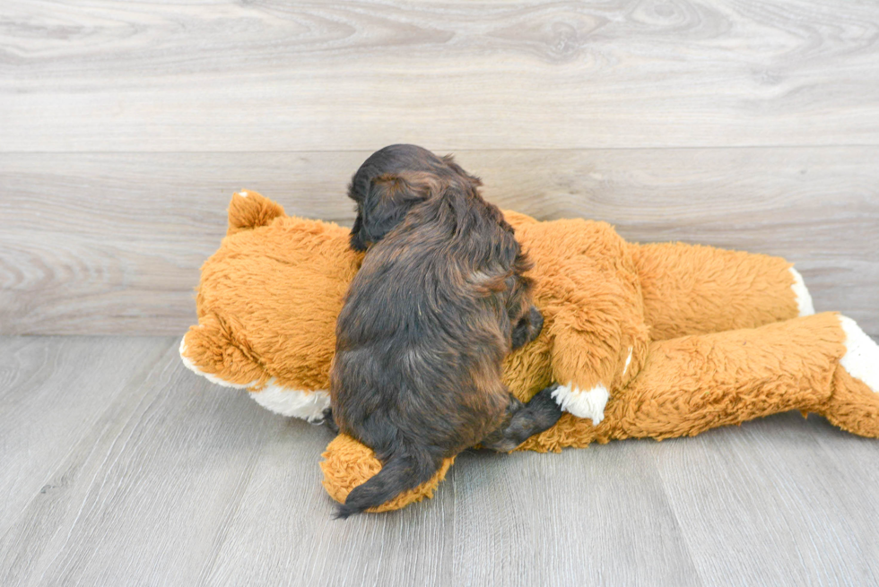 Sweet Shih Poo Baby