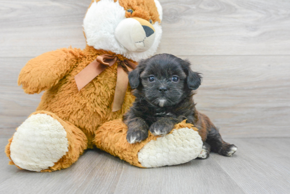 Popular Shih Poo Poodle Mix Pup