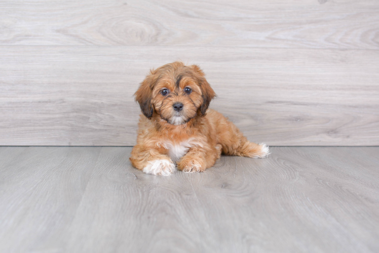 Little Shihpoo Poodle Mix Puppy