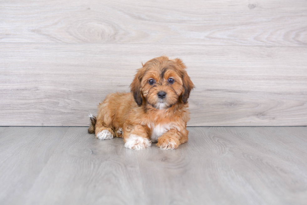 Best Shih Poo Baby