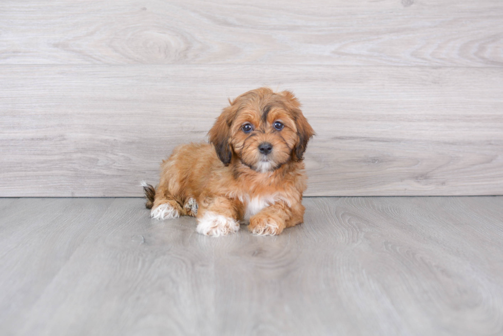 Shih Poo Puppy for Adoption