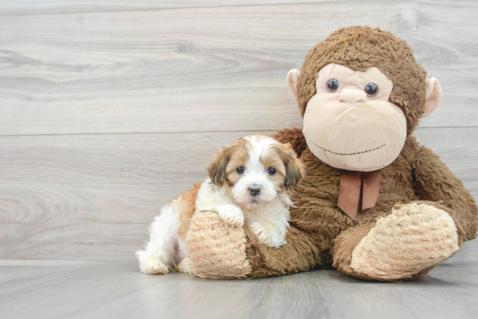 Energetic Shihpoo Poodle Mix Puppy