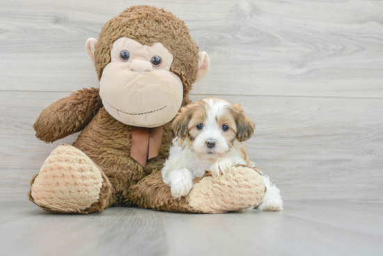 Popular Shih Poo Poodle Mix Pup