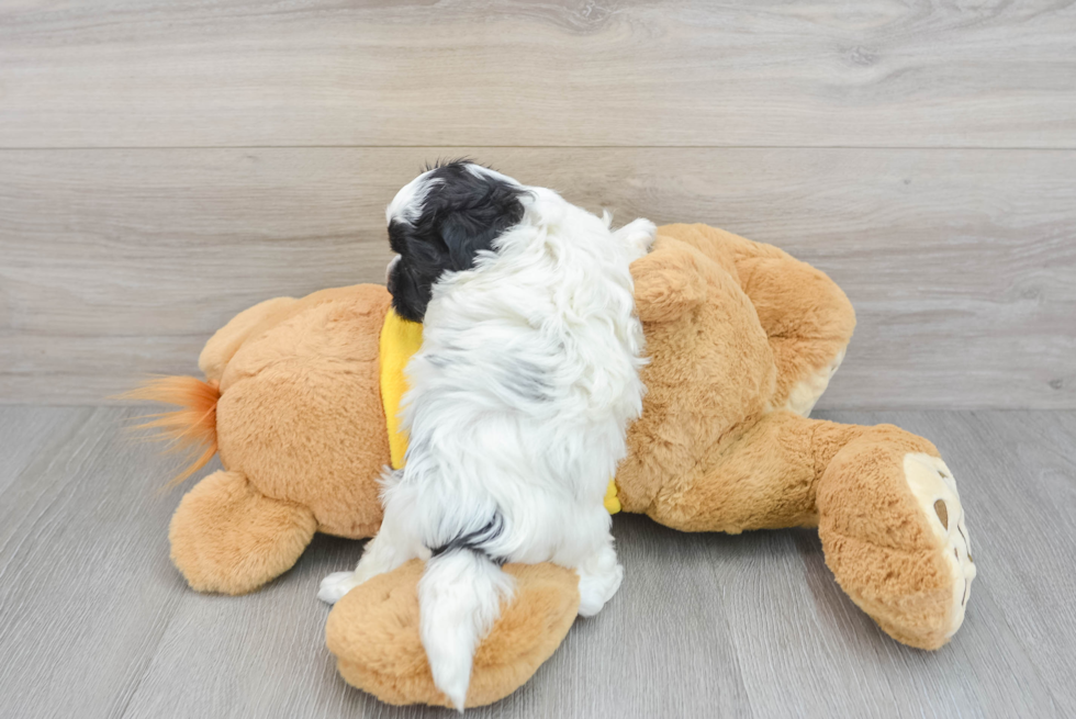 Shih Poo Pup Being Cute